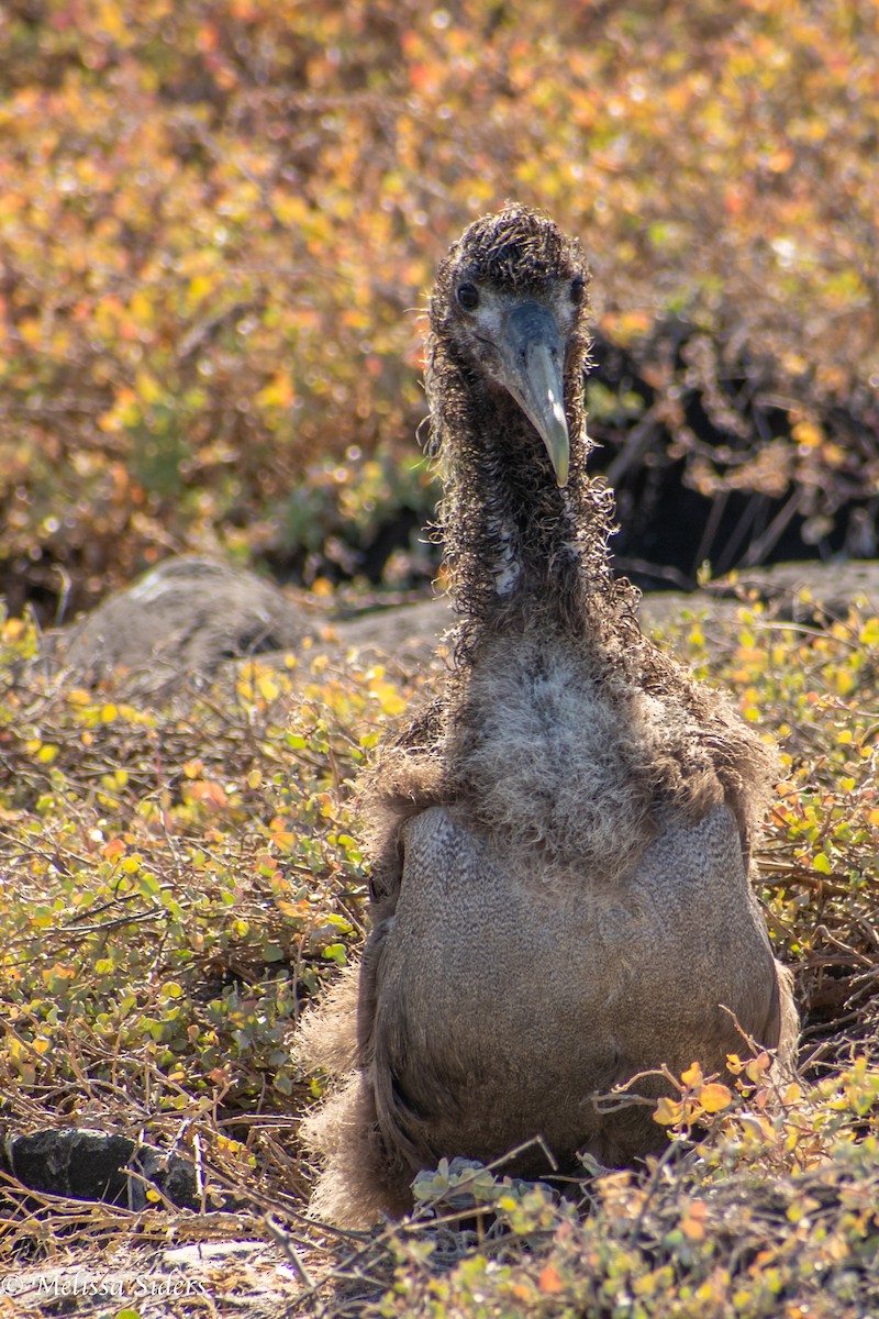 Waved Albatross - ML646991629