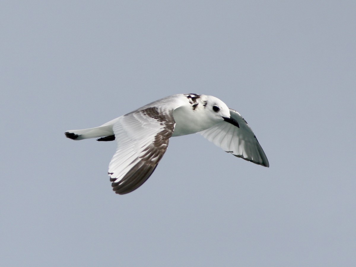 krykkje - ML646991632