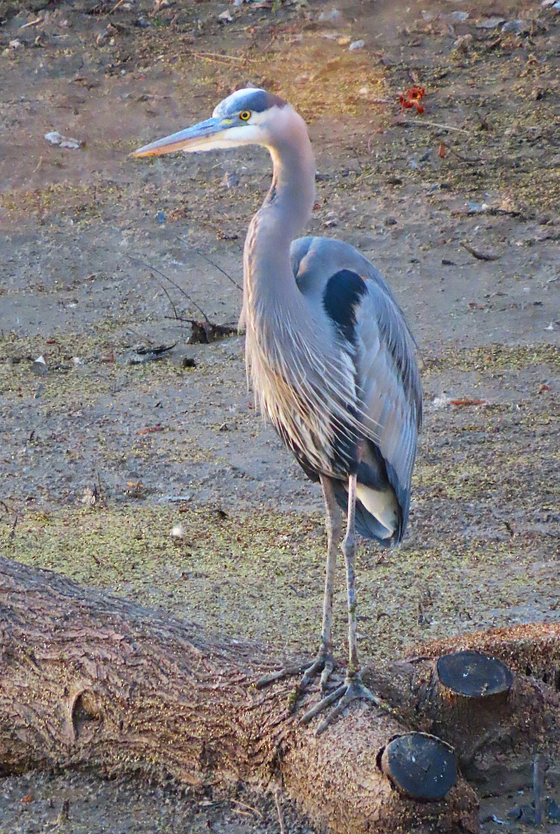 Garza Azulada - ML646991636