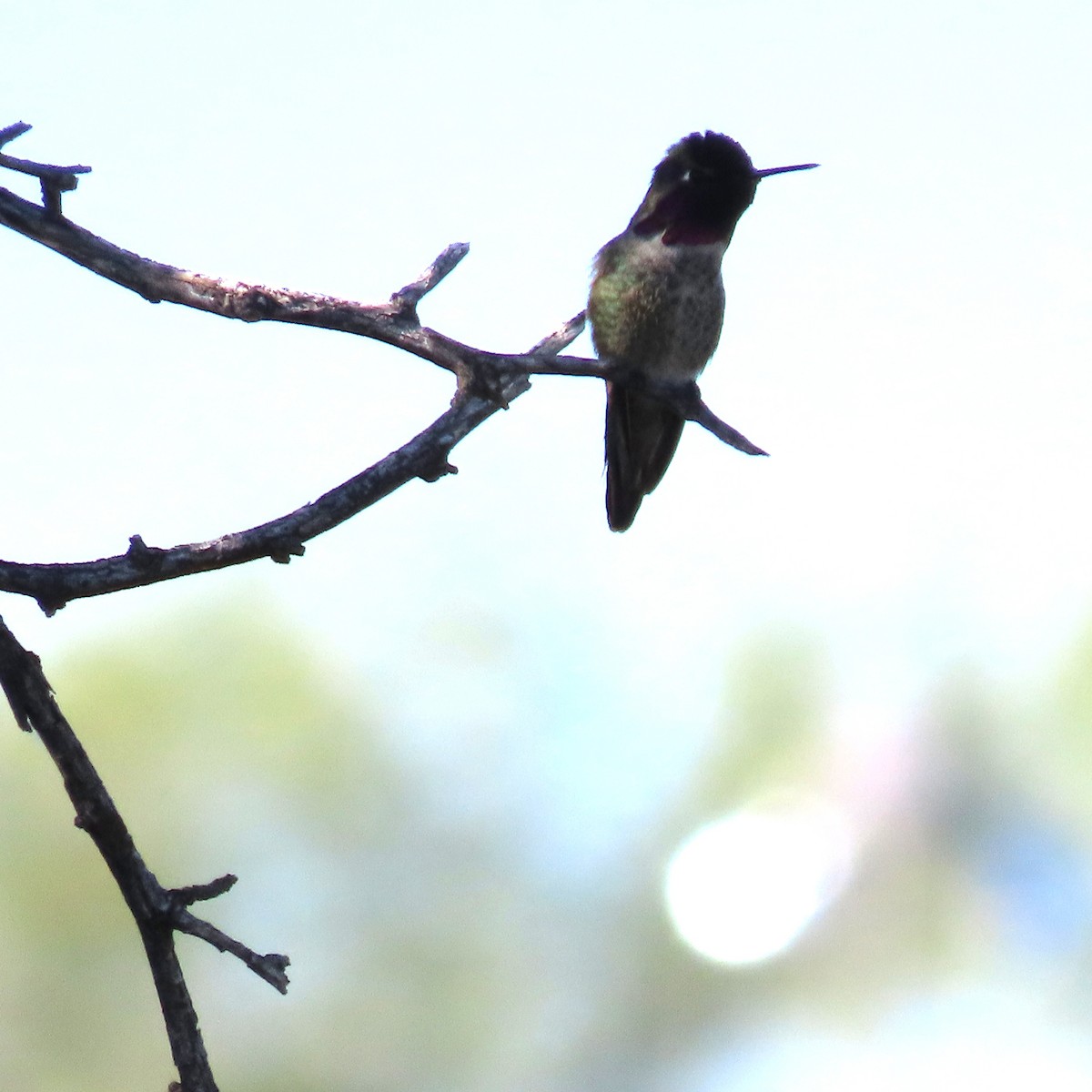 Mourning Dove - ML646991638