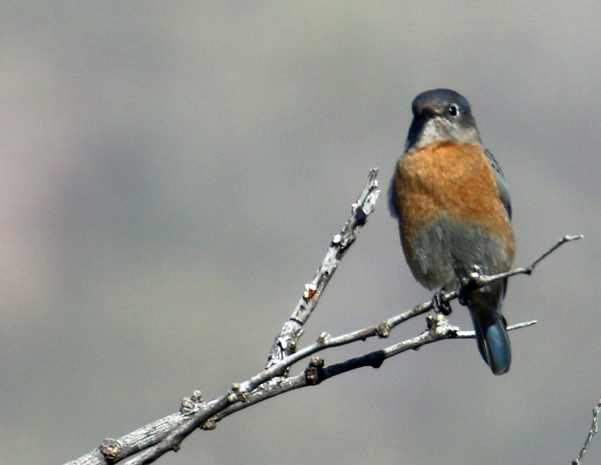 Western Bluebird - ML646991639