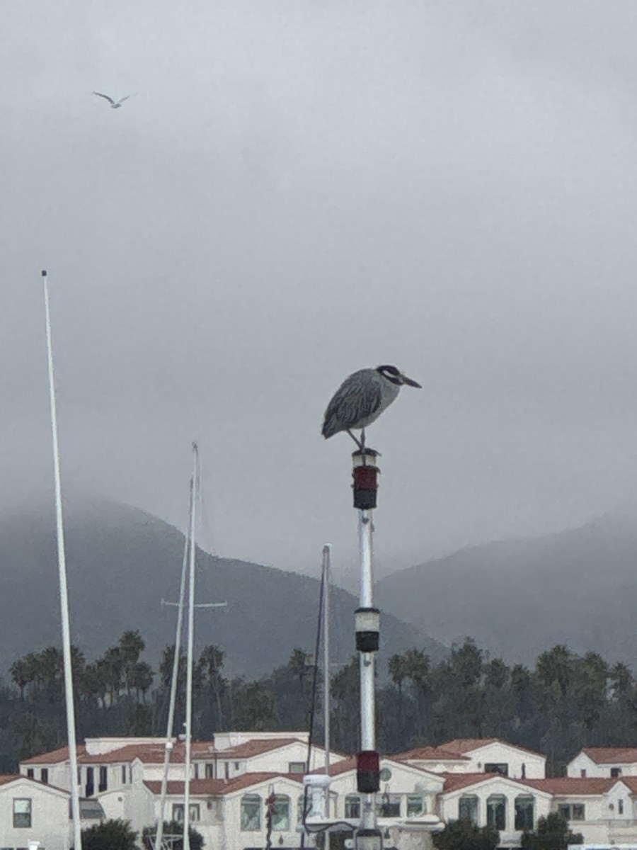 Yellow-crowned Night Heron - ML646991641