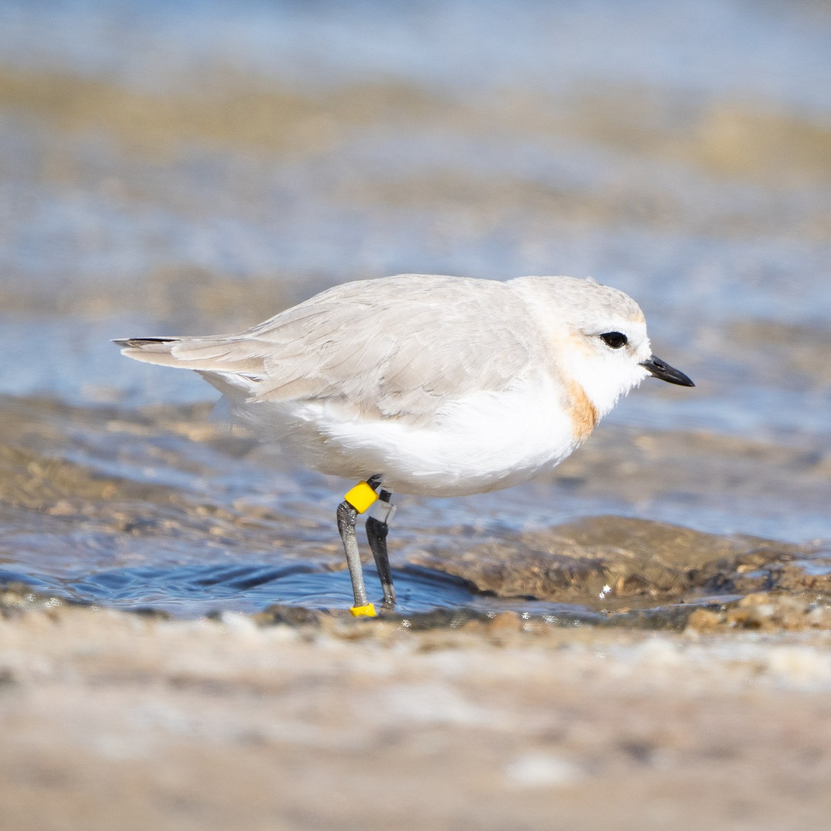 Chestnut-banded Plover - ML646991646