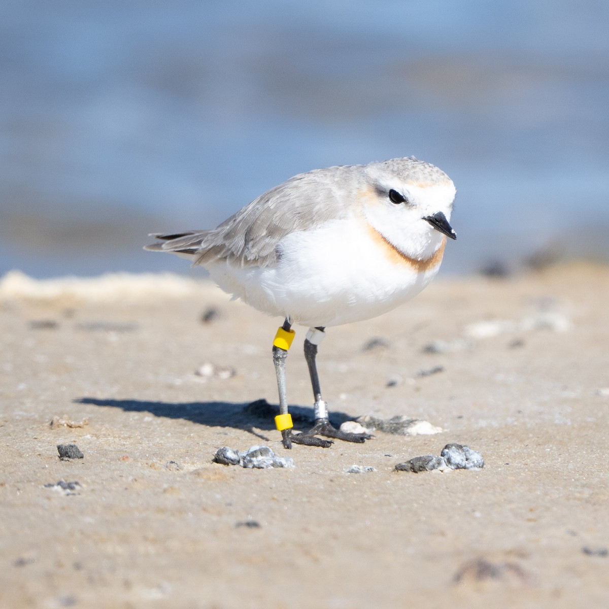 Chestnut-banded Plover - ML646991647