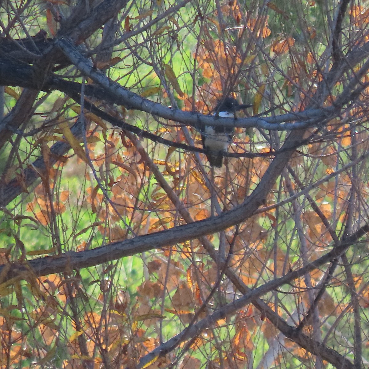 Belted Kingfisher - ML646991652