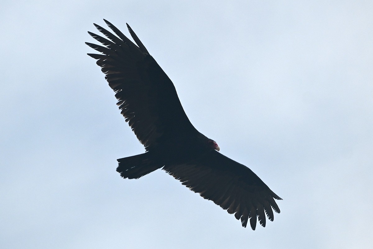 Turkey Vulture - ML646991653