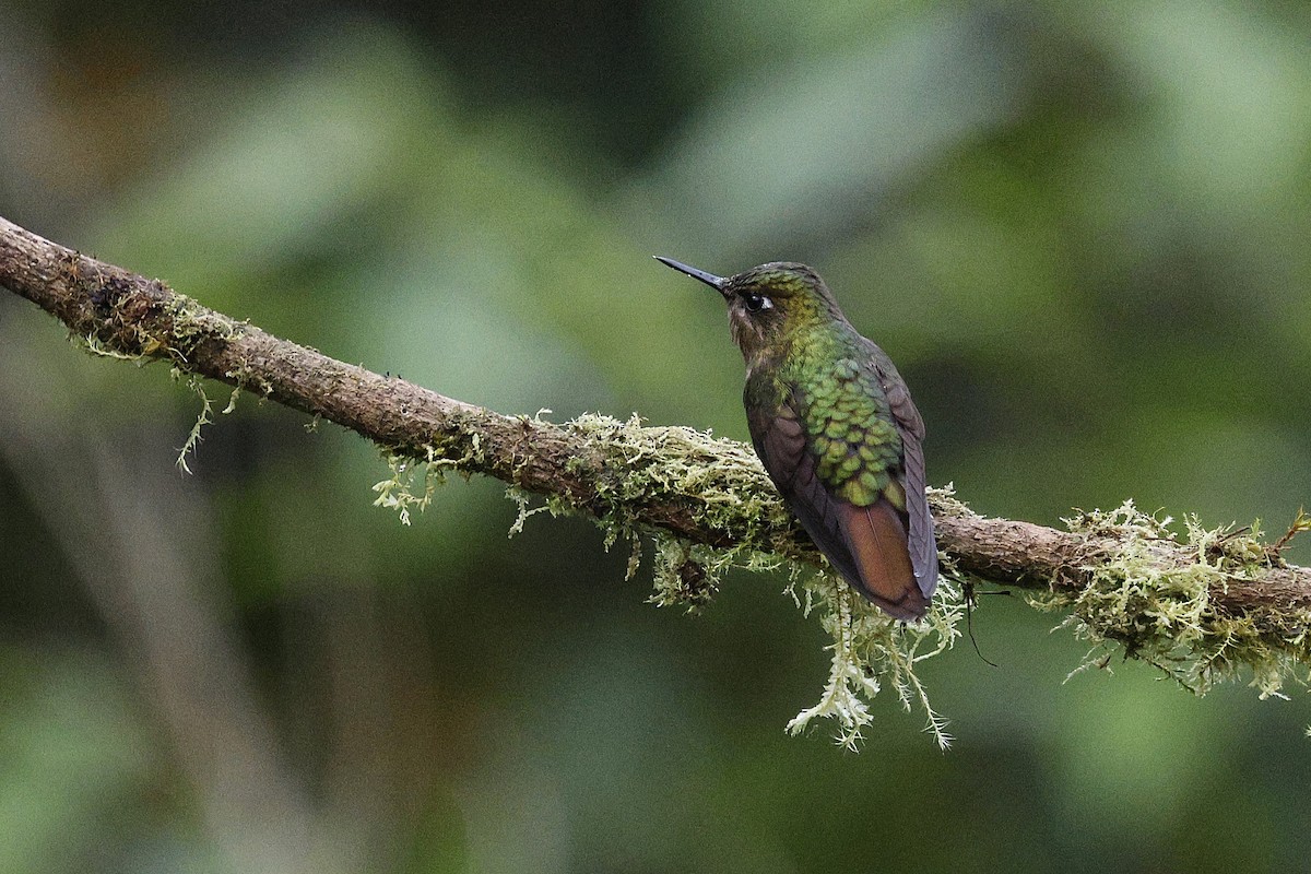 Tyrian Metaltail - ML646991654