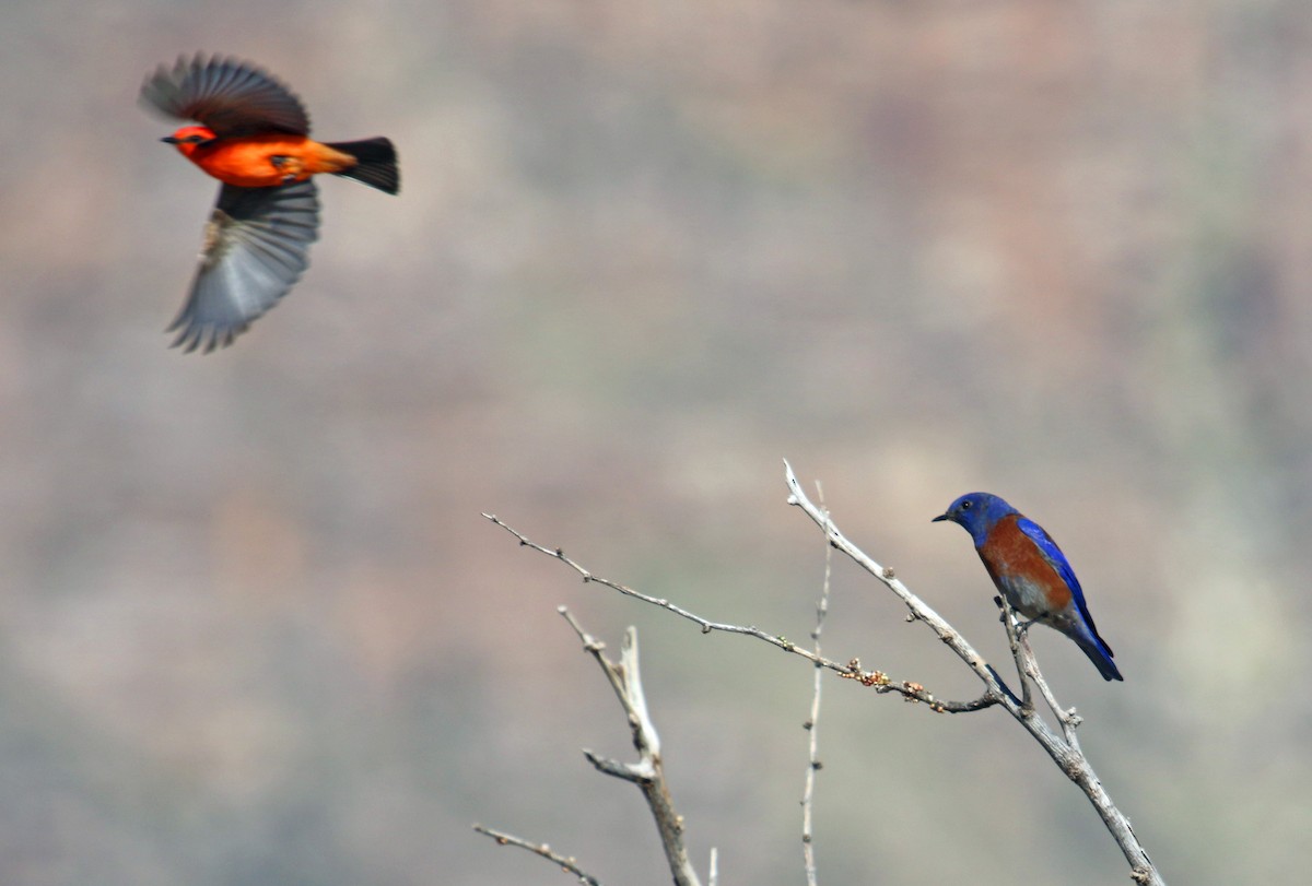 Western Bluebird - ML646991655