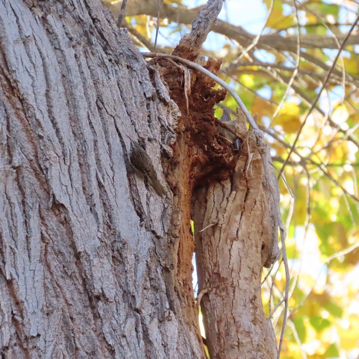 Brown Creeper - ML646991656