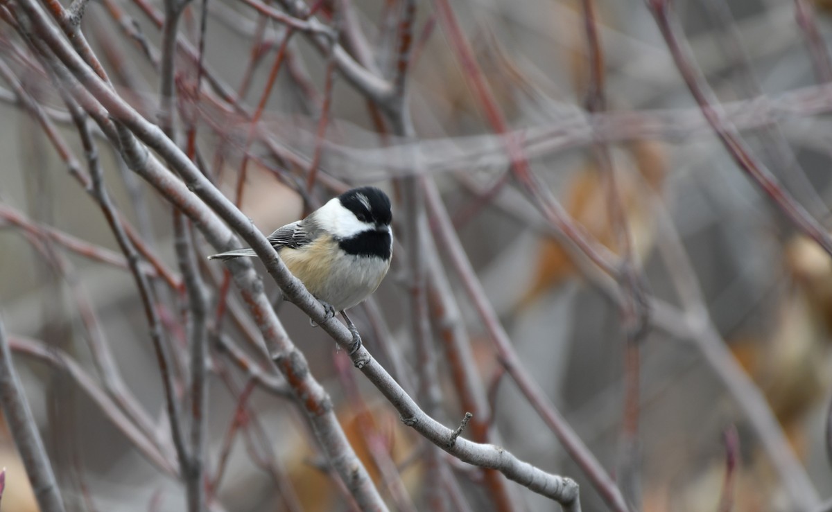 Black-capped x Mountain Chickadee (hybrid) - ML646991657