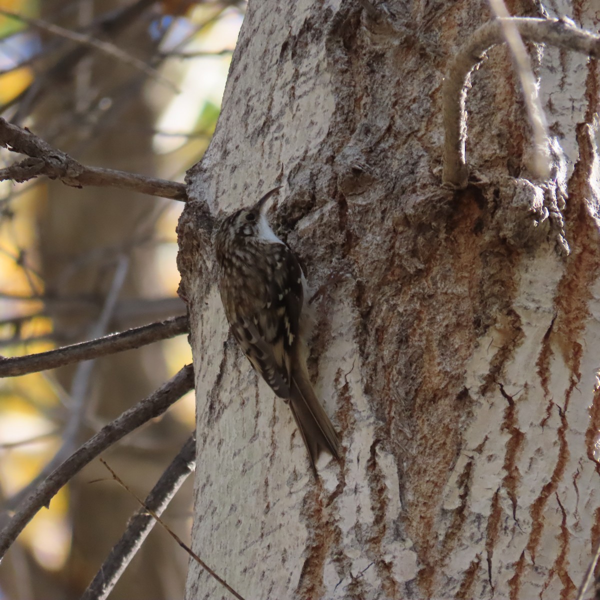 Brown Creeper - ML646991658