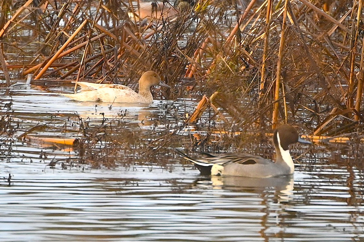 Northern Pintail - ML646991659