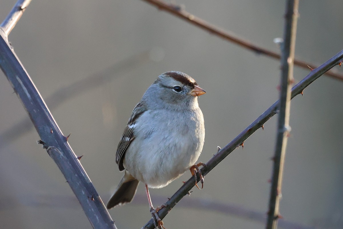 White-crowned Sparrow - ML646991662