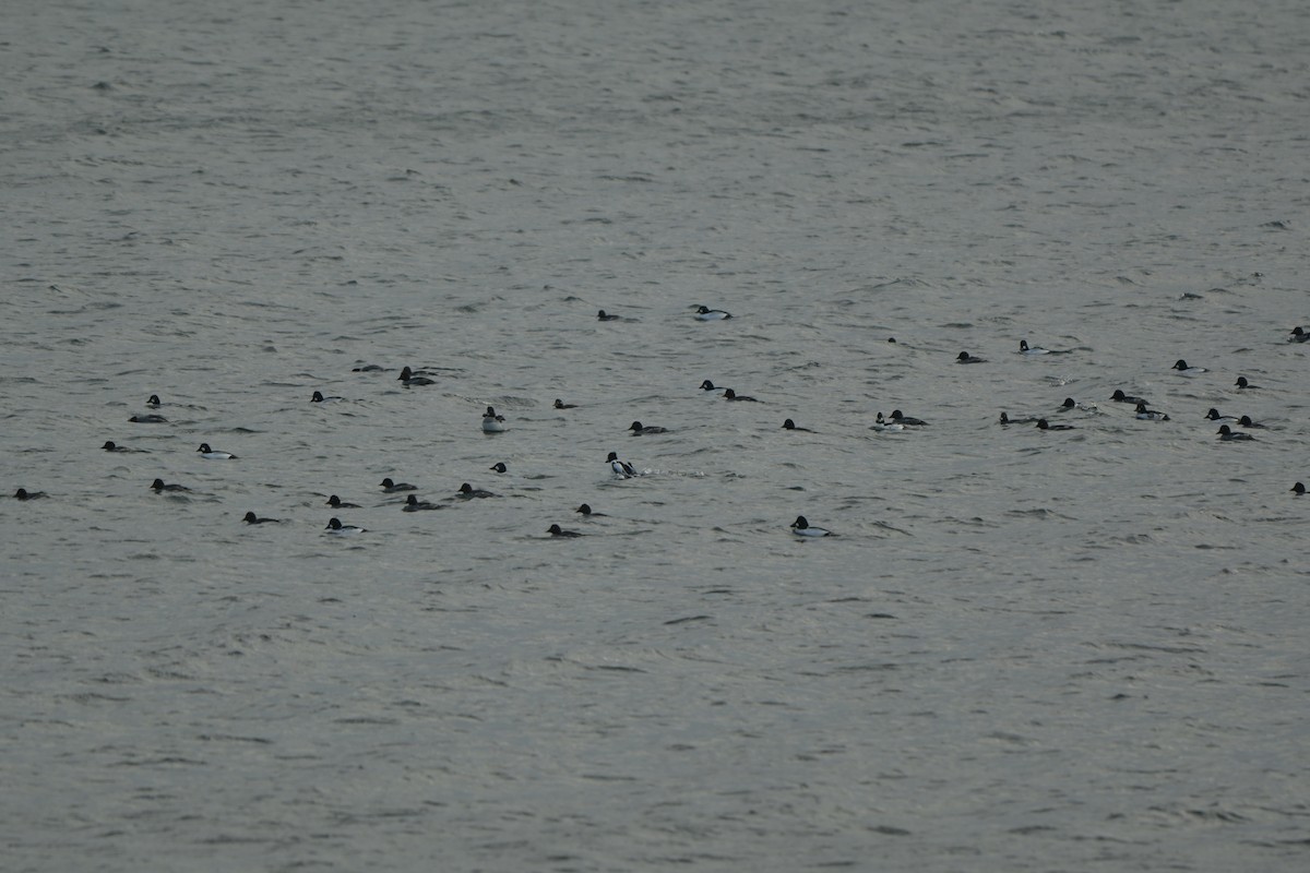 Common Goldeneye - ML646991663