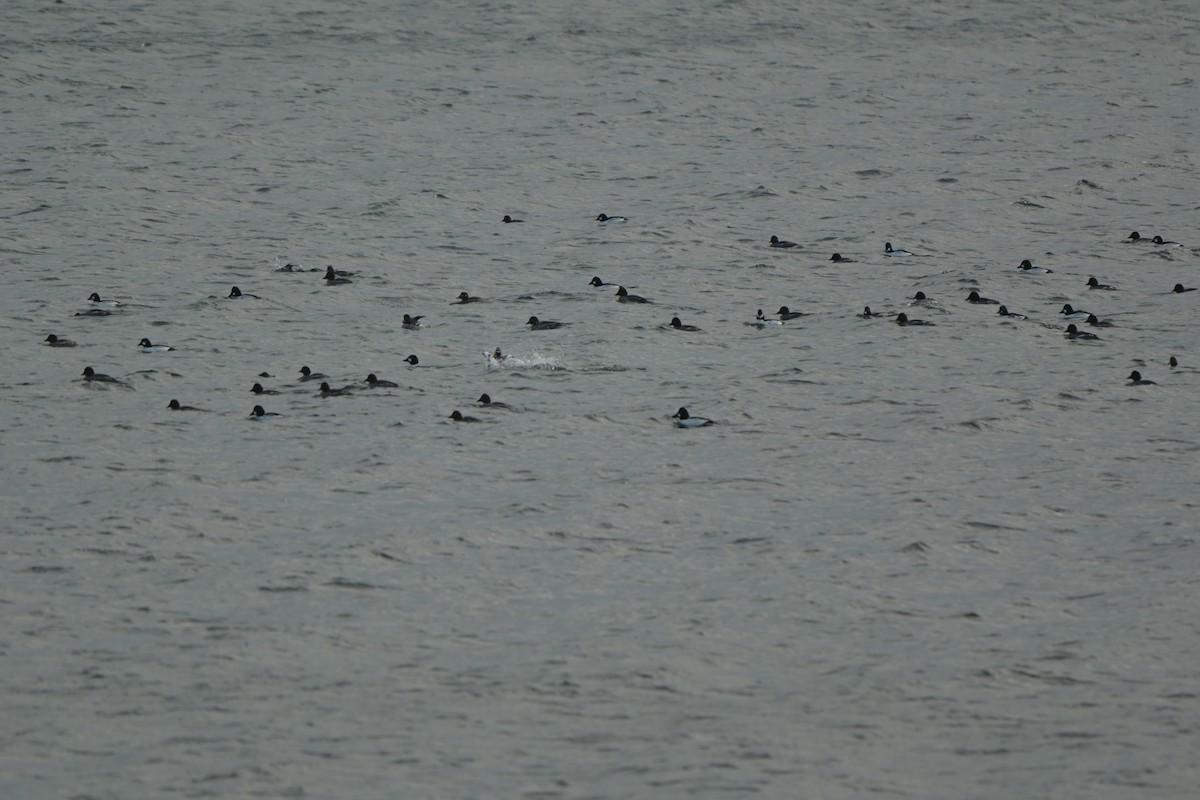 Common Goldeneye - ML646991664