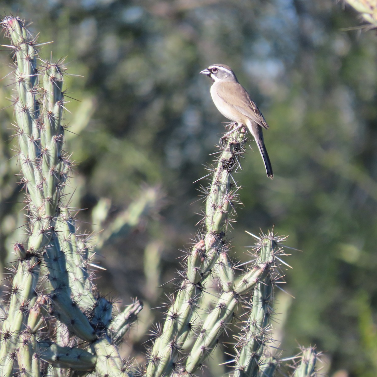 Black-throated Sparrow - ML646991665
