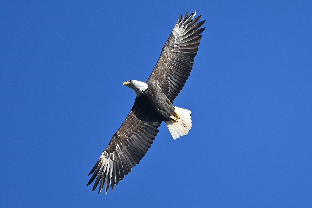 Bald Eagle - ML646991667