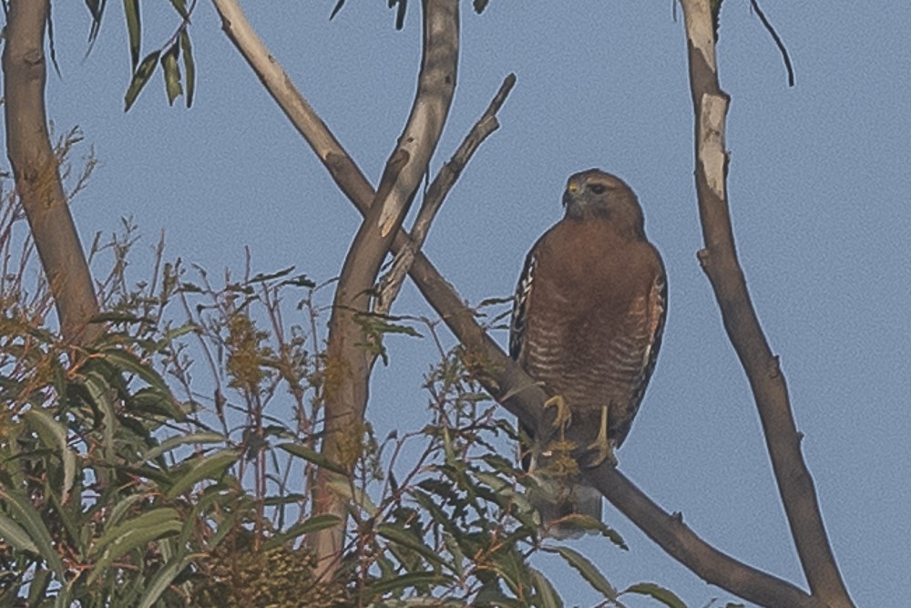 Красноплечий канюк - ML646991668