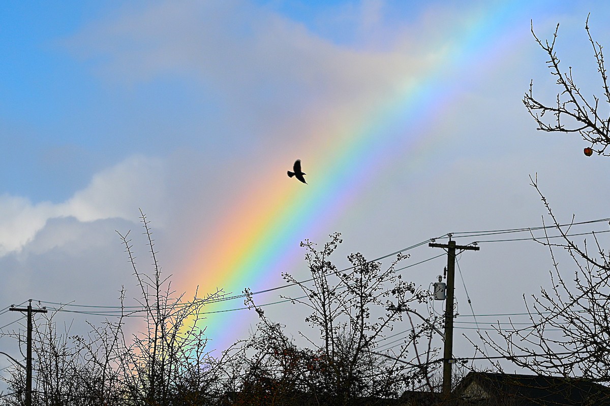 Red-winged Blackbird - ML646991672