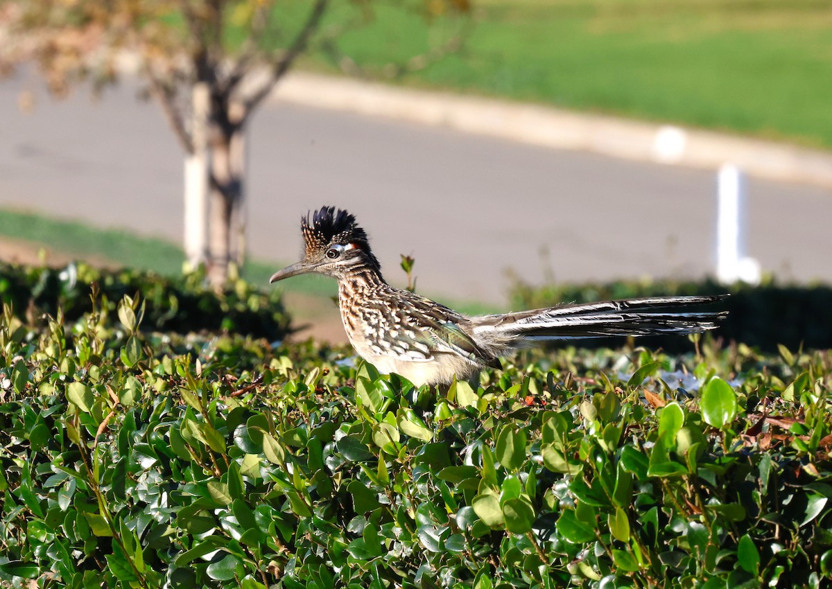 Grand Géocoucou - ML646991673
