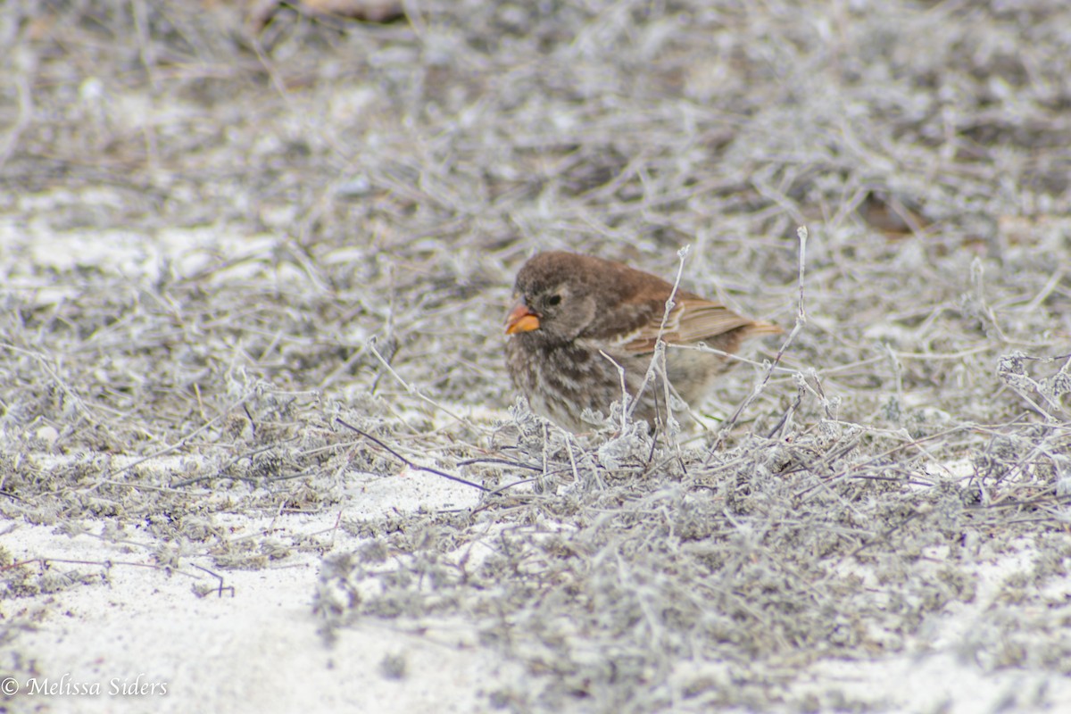 Small Ground-Finch - ML646991674