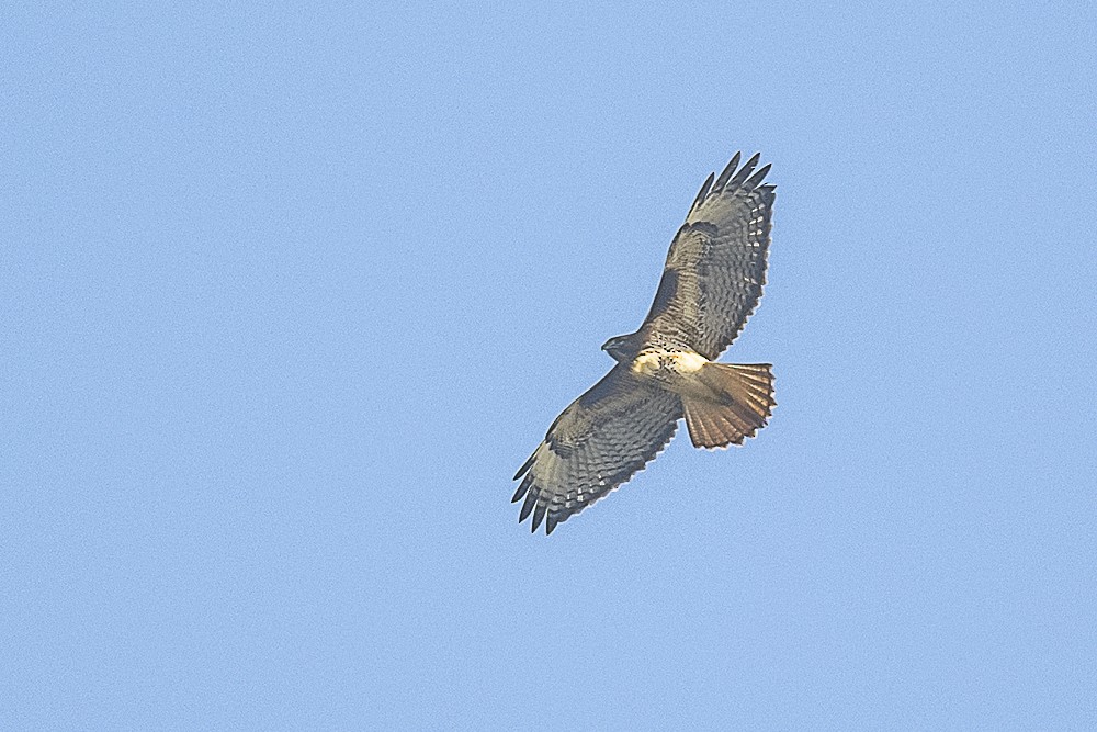 Краснохвостый канюк - ML646991676