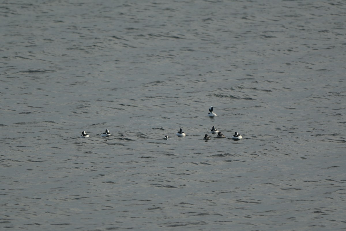 Bufflehead - ML646991680