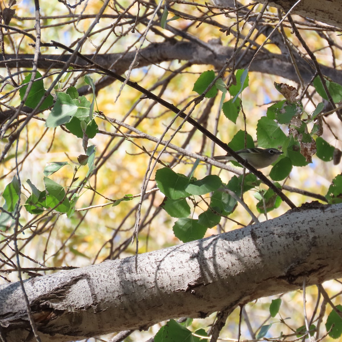 Cassin's Vireo - ML646991681