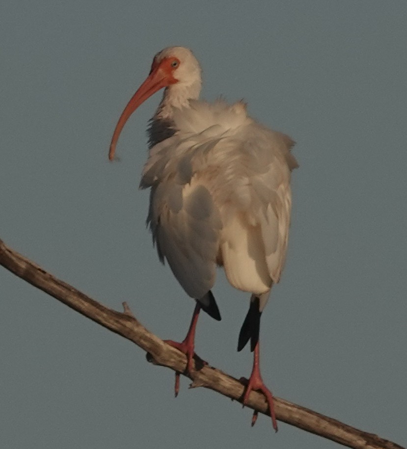 White Ibis - ML646991684