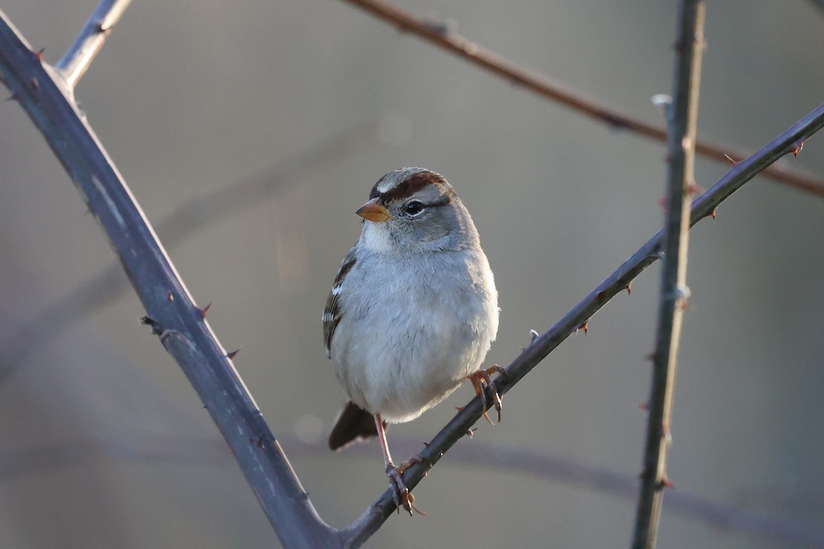 White-crowned Sparrow - ML646991685