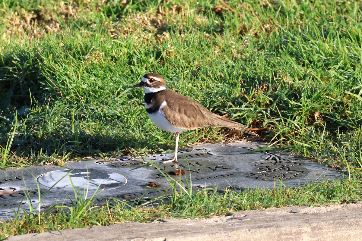 Pluvier kildir - ML646991686