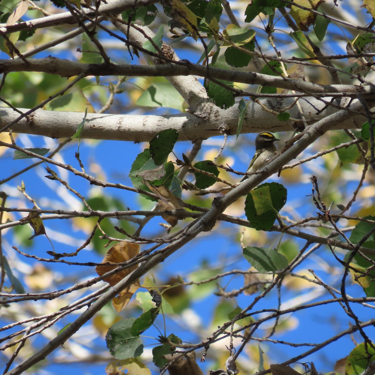 Indianergoldhähnchen - ML646991687