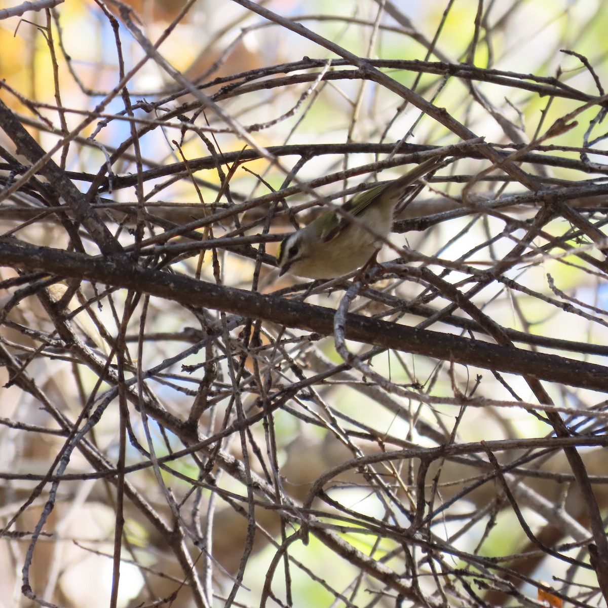 Indianergoldhähnchen - ML646991688