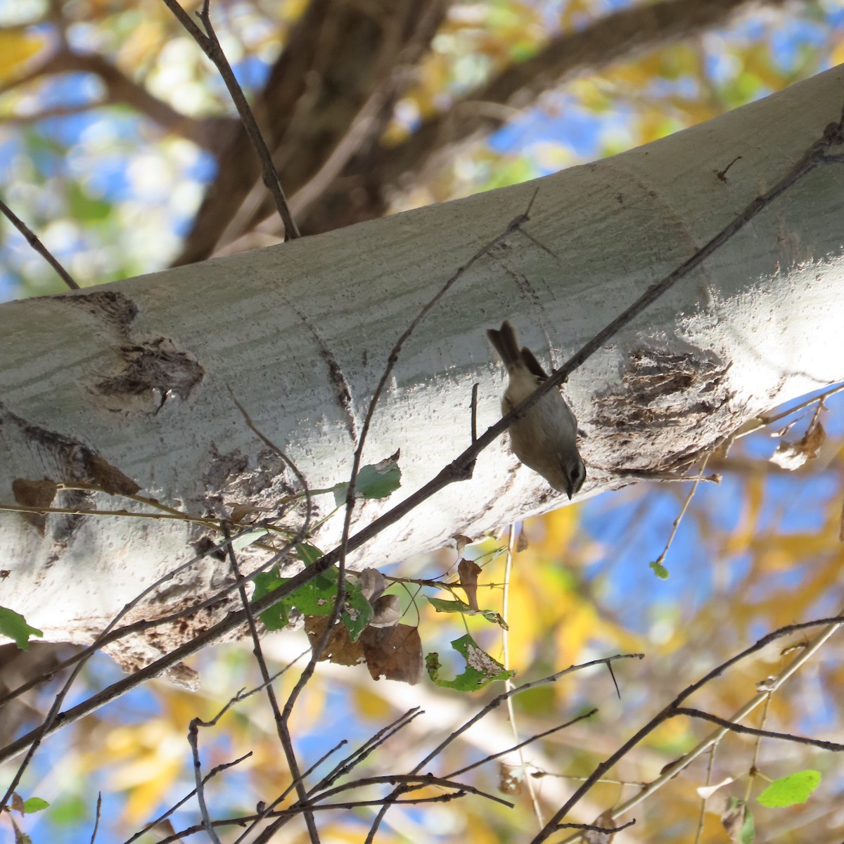 Indianergoldhähnchen - ML646991689