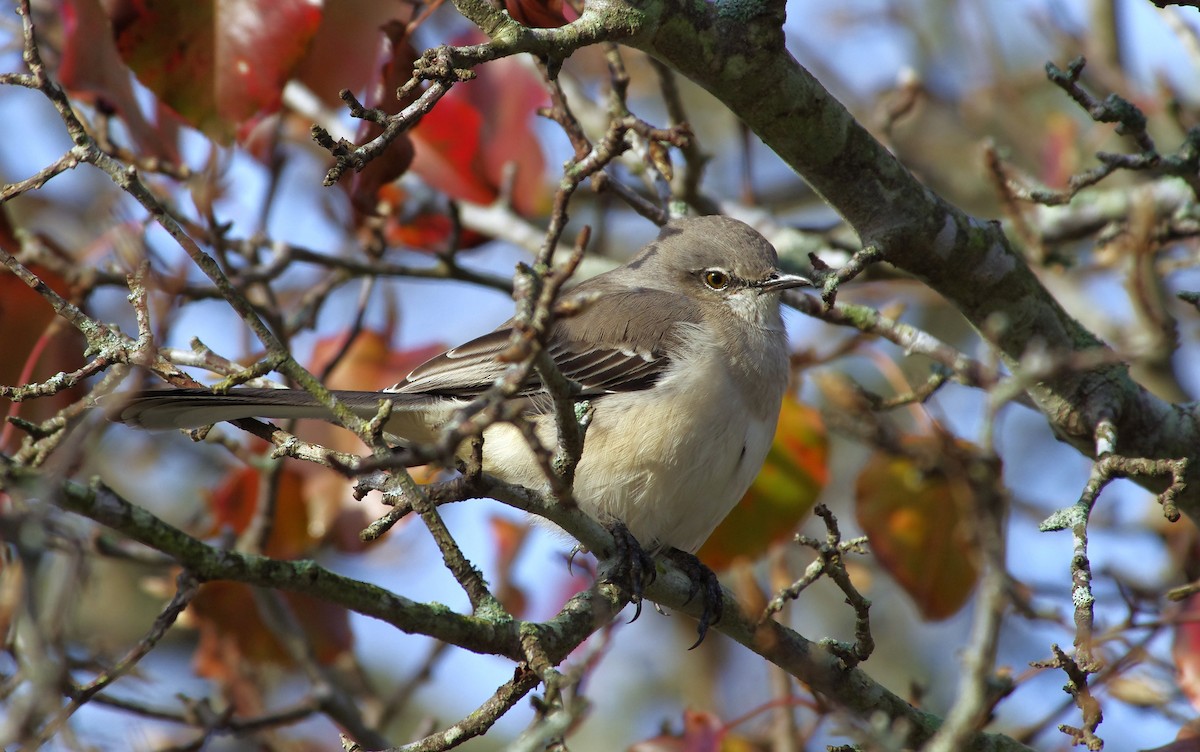 Многоголосый пересмешник - ML646991690