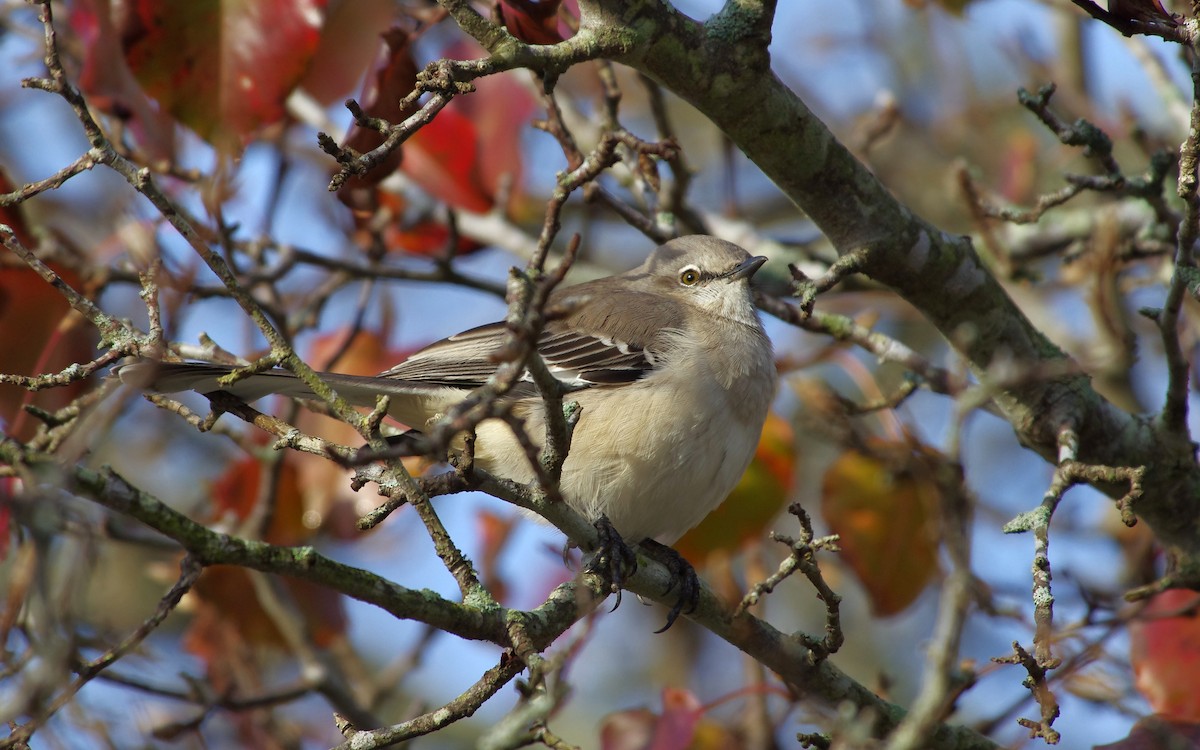 Многоголосый пересмешник - ML646991691
