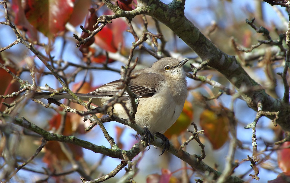 Многоголосый пересмешник - ML646991692
