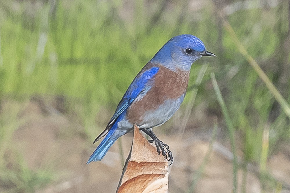 Western Bluebird - ML646991693