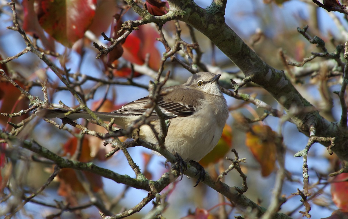 Многоголосый пересмешник - ML646991694