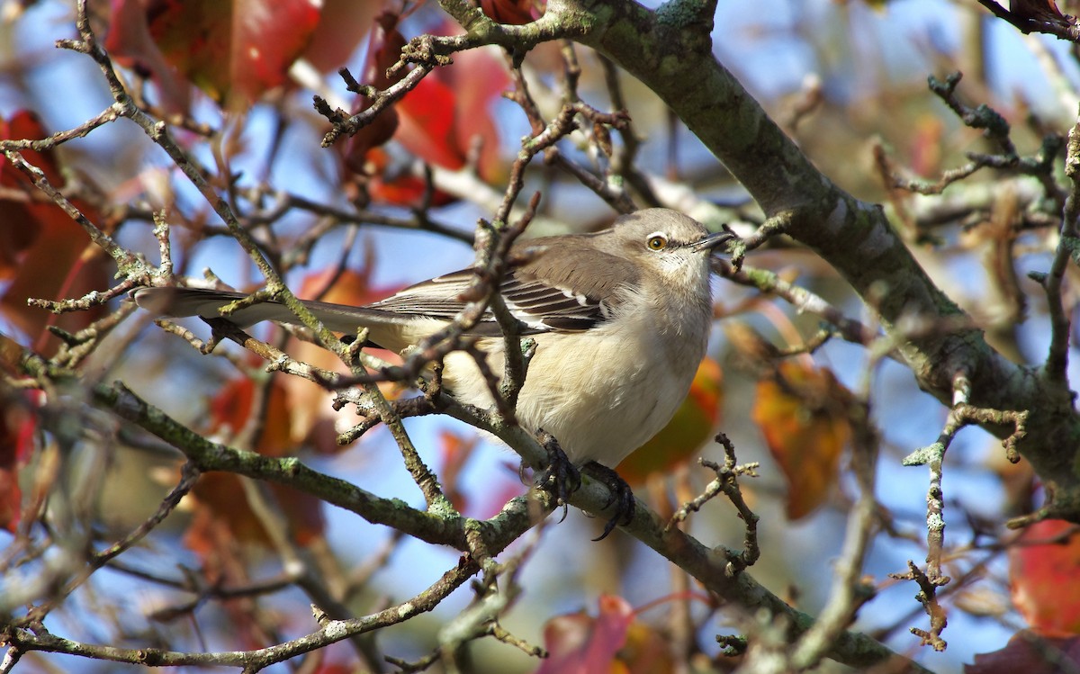 Многоголосый пересмешник - ML646991695