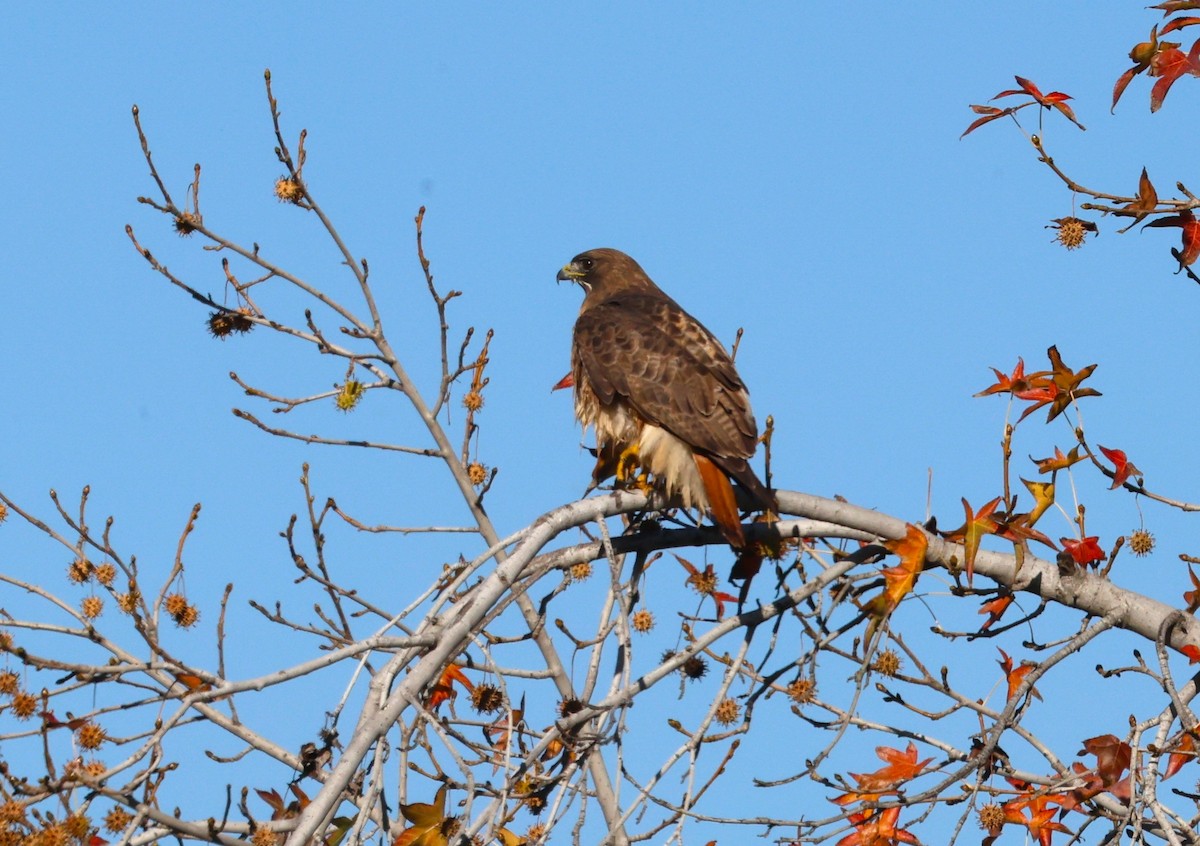 Buse à queue rousse - ML646991696