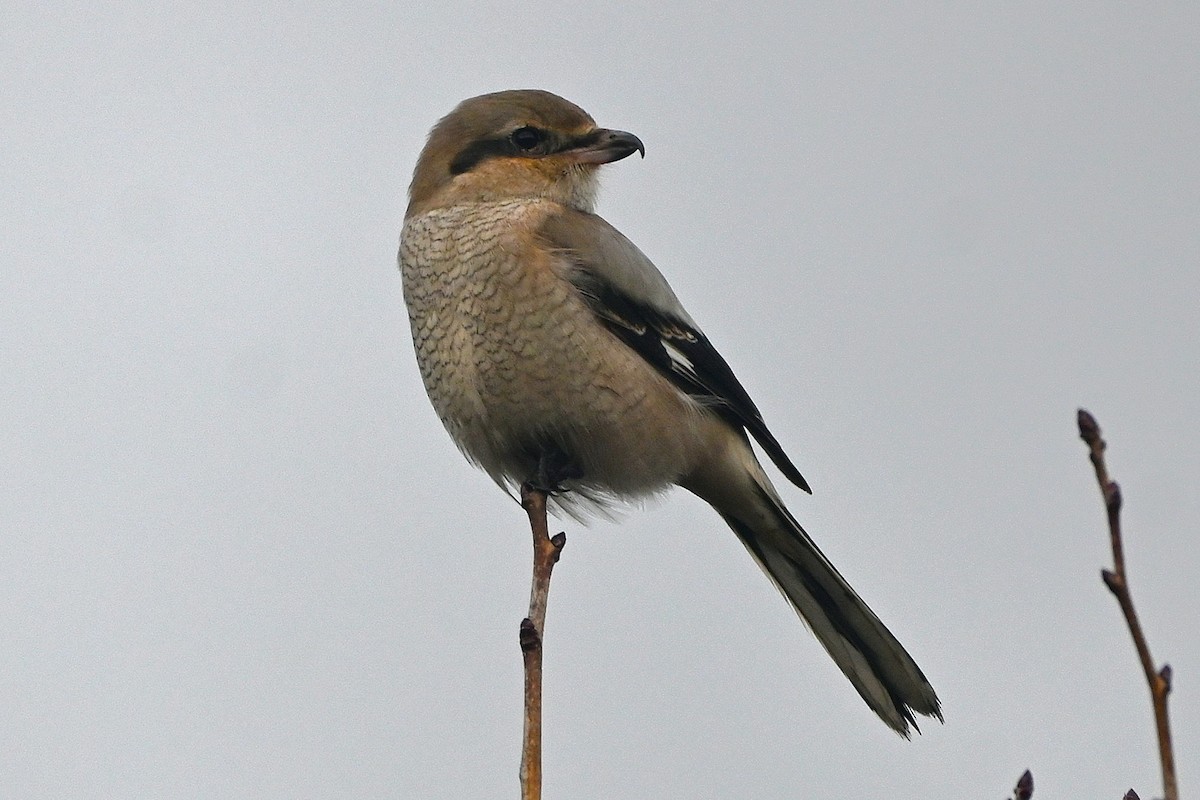 Northern Shrike - ML646991698