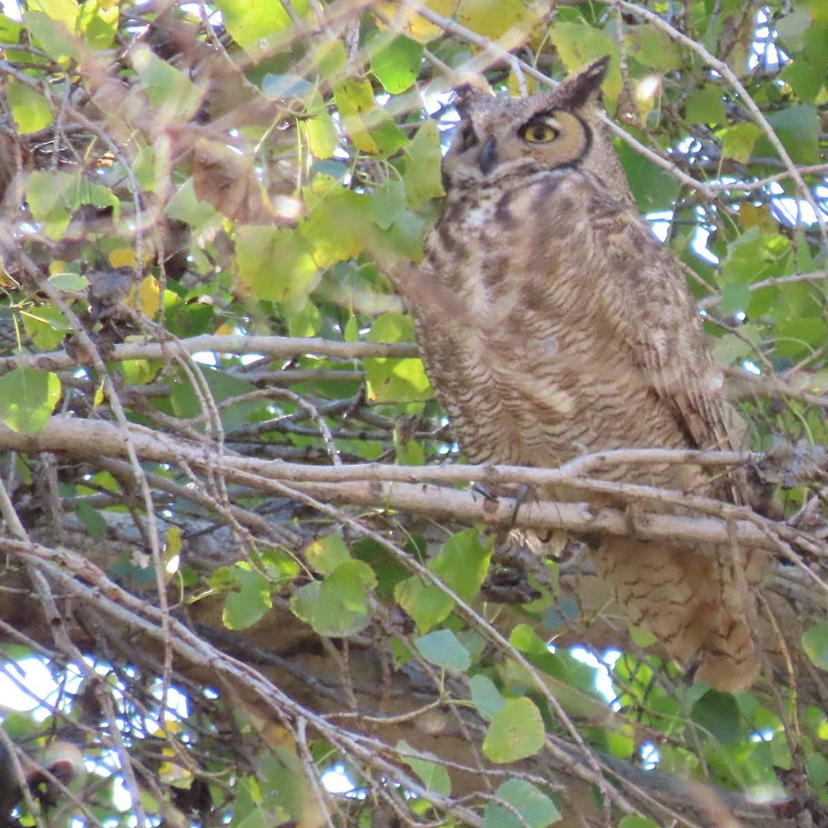 Great Horned Owl - ML646991699