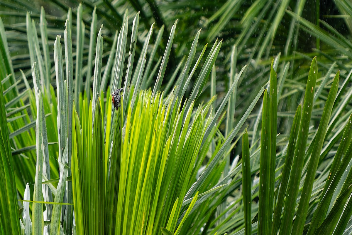 Пальмолаз - ML646991701