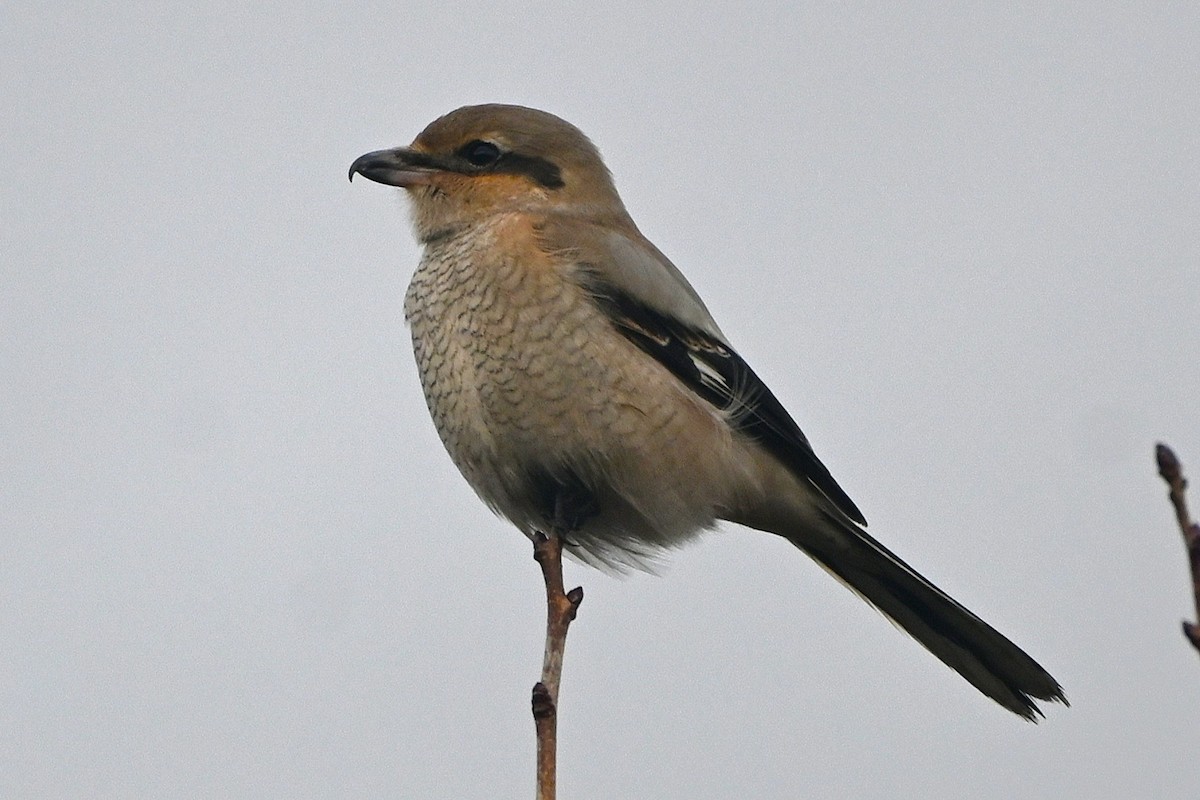 Northern Shrike - ML646991702