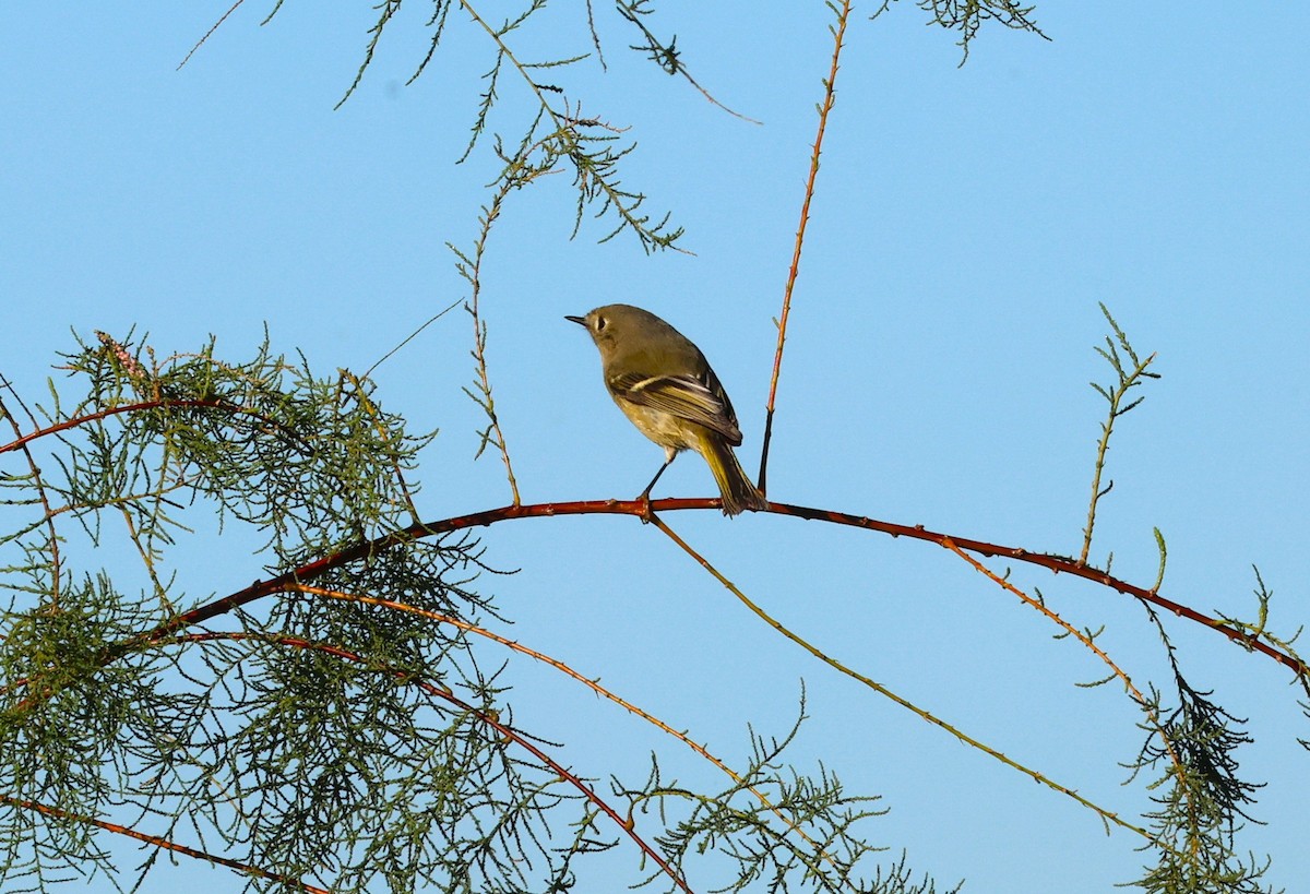 Roitelet à couronne rubis - ML646991704