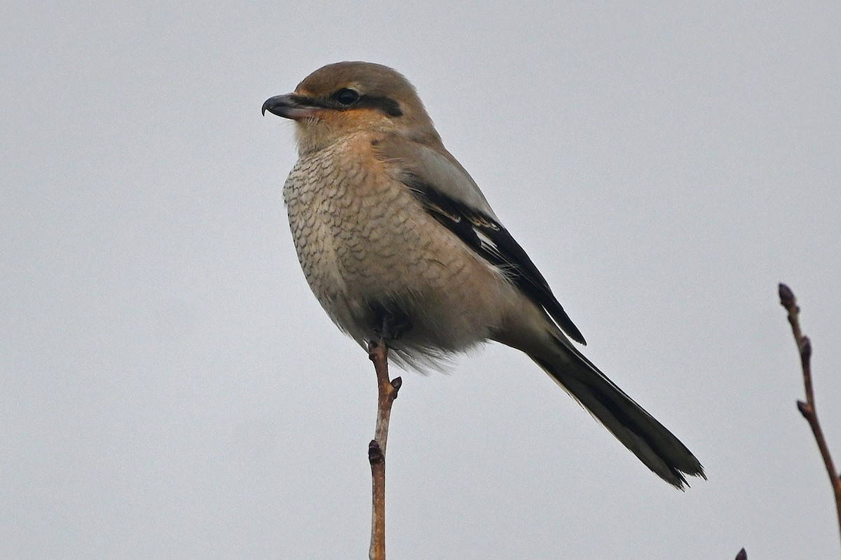 Northern Shrike - ML646991705