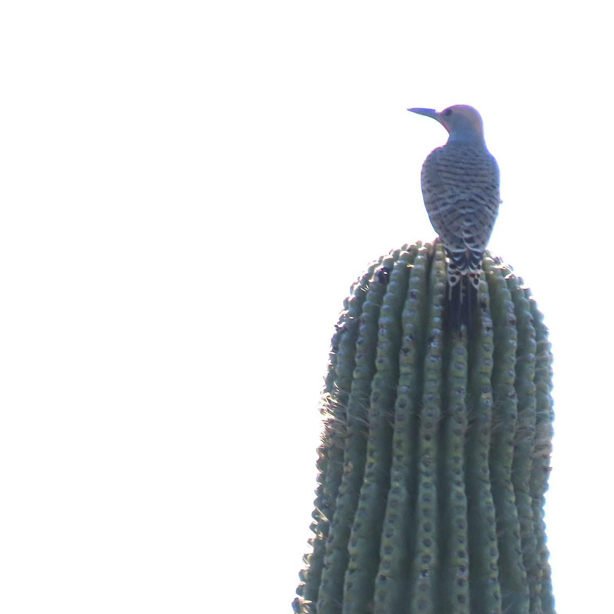 Gilded Flicker - ML646991706