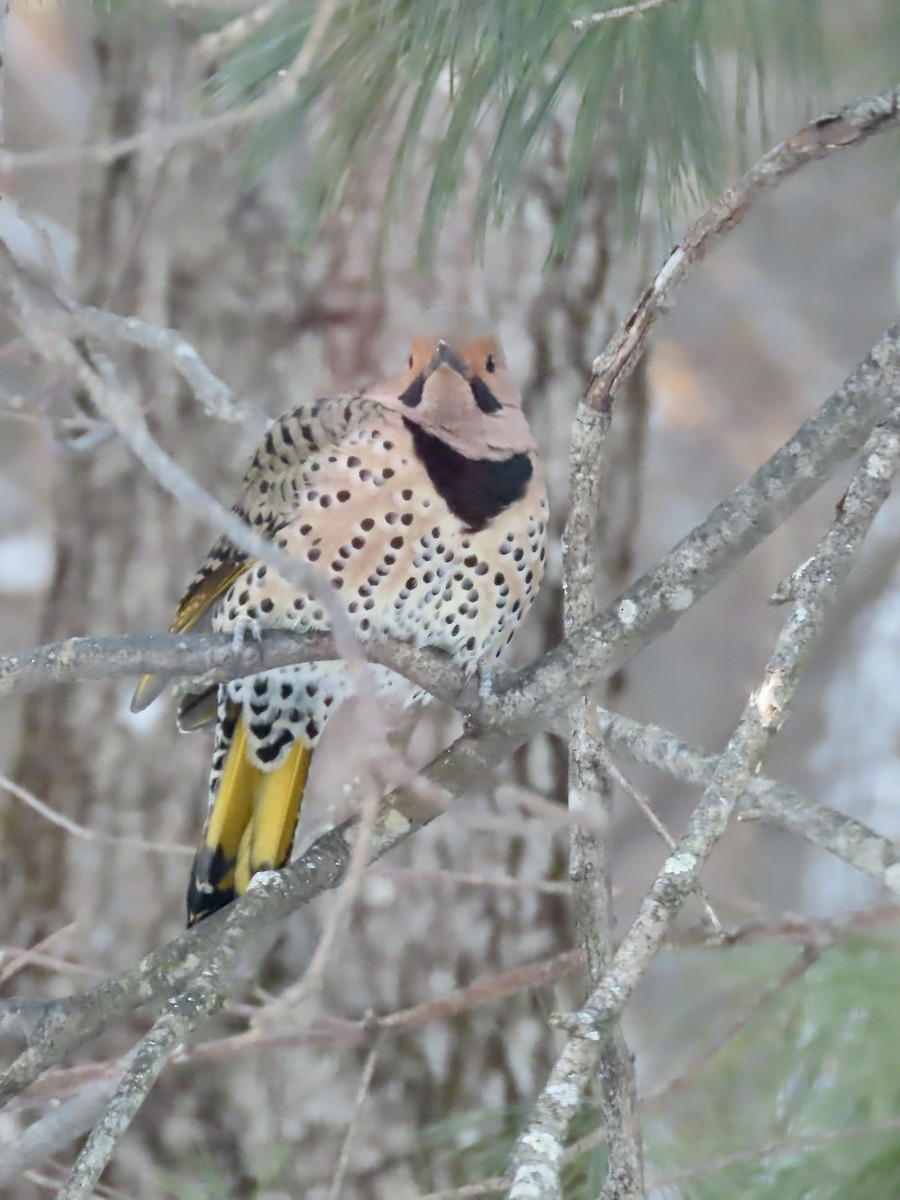 Декол золотистий (підвид auratus/luteus) - ML646991710
