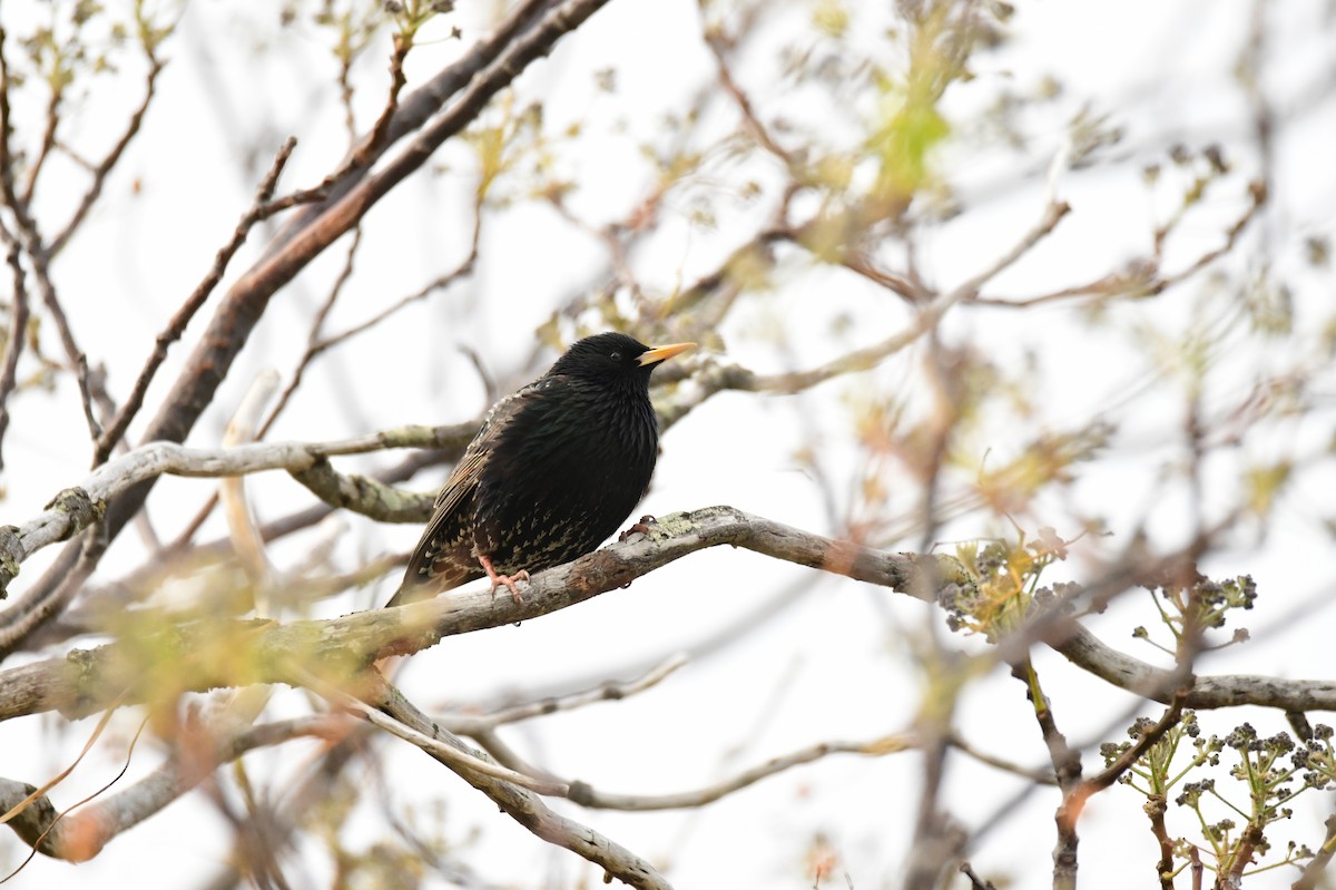 Sığırcık - ML646991711